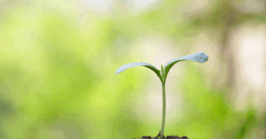 南天を植えてはいけない方角は？鬼門・裏鬼門と風水の正解を解説